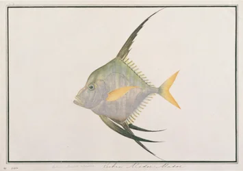 Indian Threadfish, z Rysunków ryb z Malakki, ok. 1805-18 (wc na papierze)